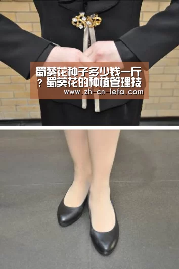 蜀葵花种子多少钱一斤？蜀葵花的种植管理技巧有哪些？|乐发IIapp
